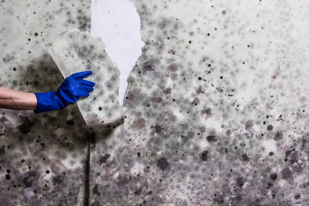 Best Post-Remediation Services in Merton, WI
